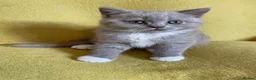 Scottish Fold cats for sale: Champion Line Scottish straight  - Advert 11