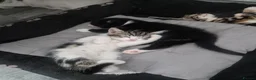 Mixed Breed cats for sale: Cute, Adorable kitten - Advert 9