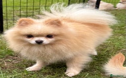 Pomeranian dogs for adoption: Bella’s Story – From Broken to Beautiful - Image 2