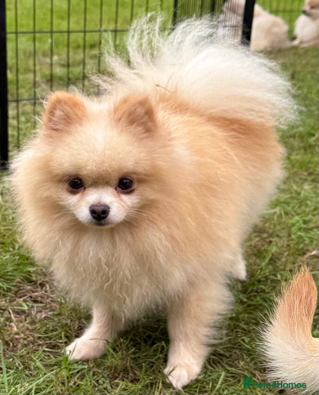 Pomeranian dogs for adoption: Bella’s Story – From Broken to Beautiful - Image 2