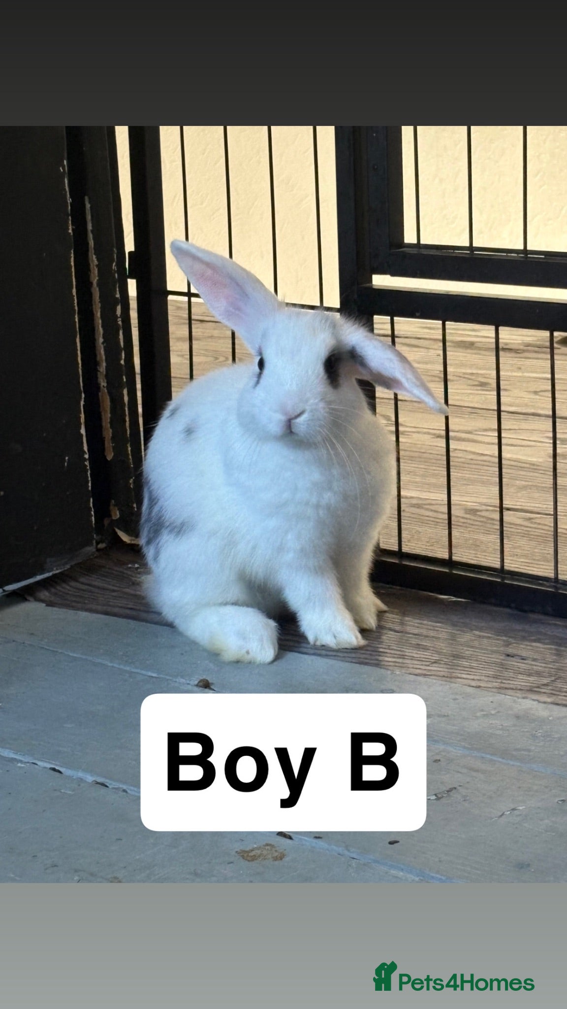 Mixed Breed rabbits Adorable Bunnies Looking for Their Forever Homes - Advert 3