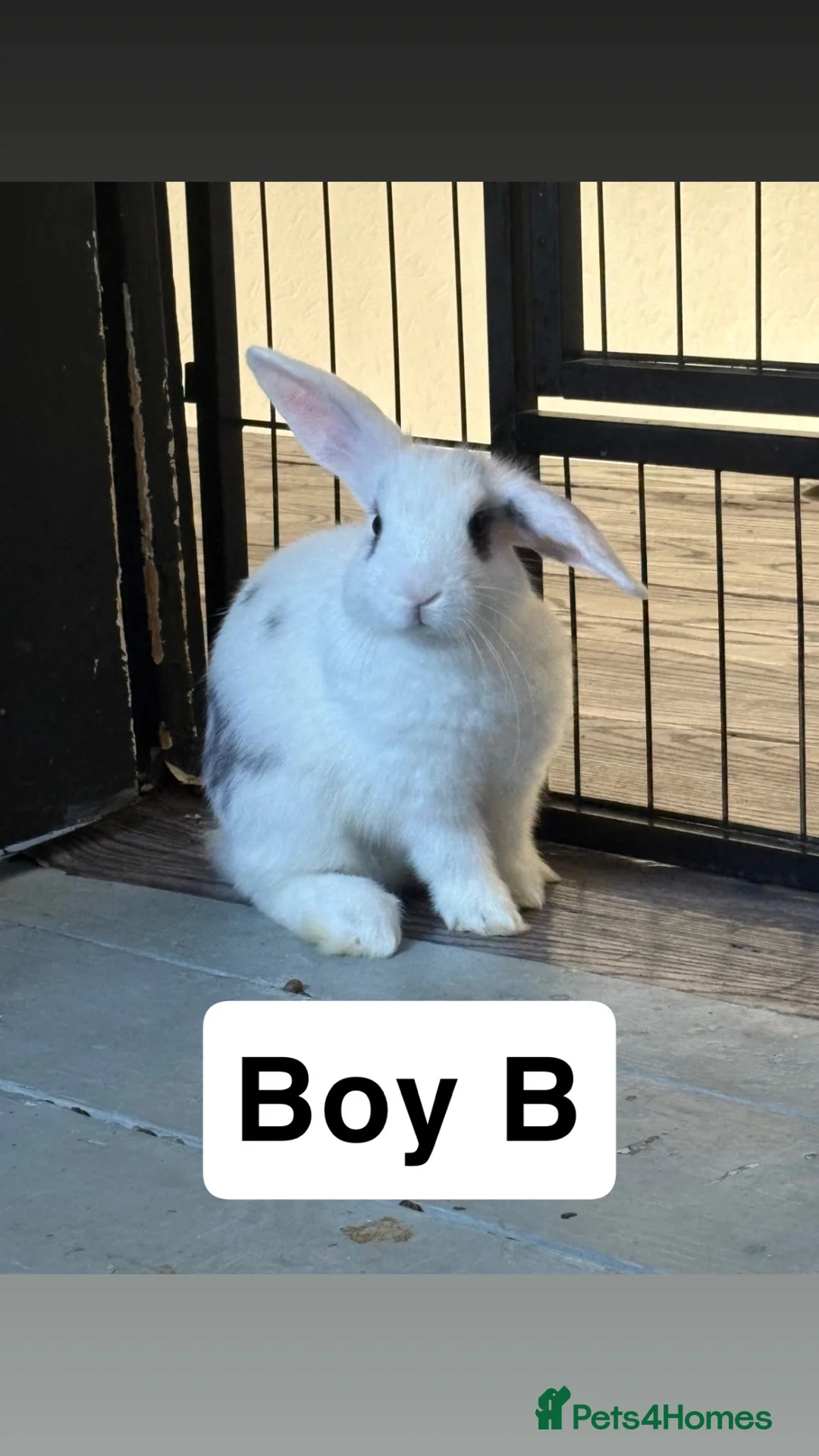 Mixed Breed rabbits for sale: Adorable Bunnies Looking for Their Forever Homes - Advert 1