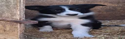 Border Collie dogs for sale: 6 adorable border collie pups in Bala - Advert 10