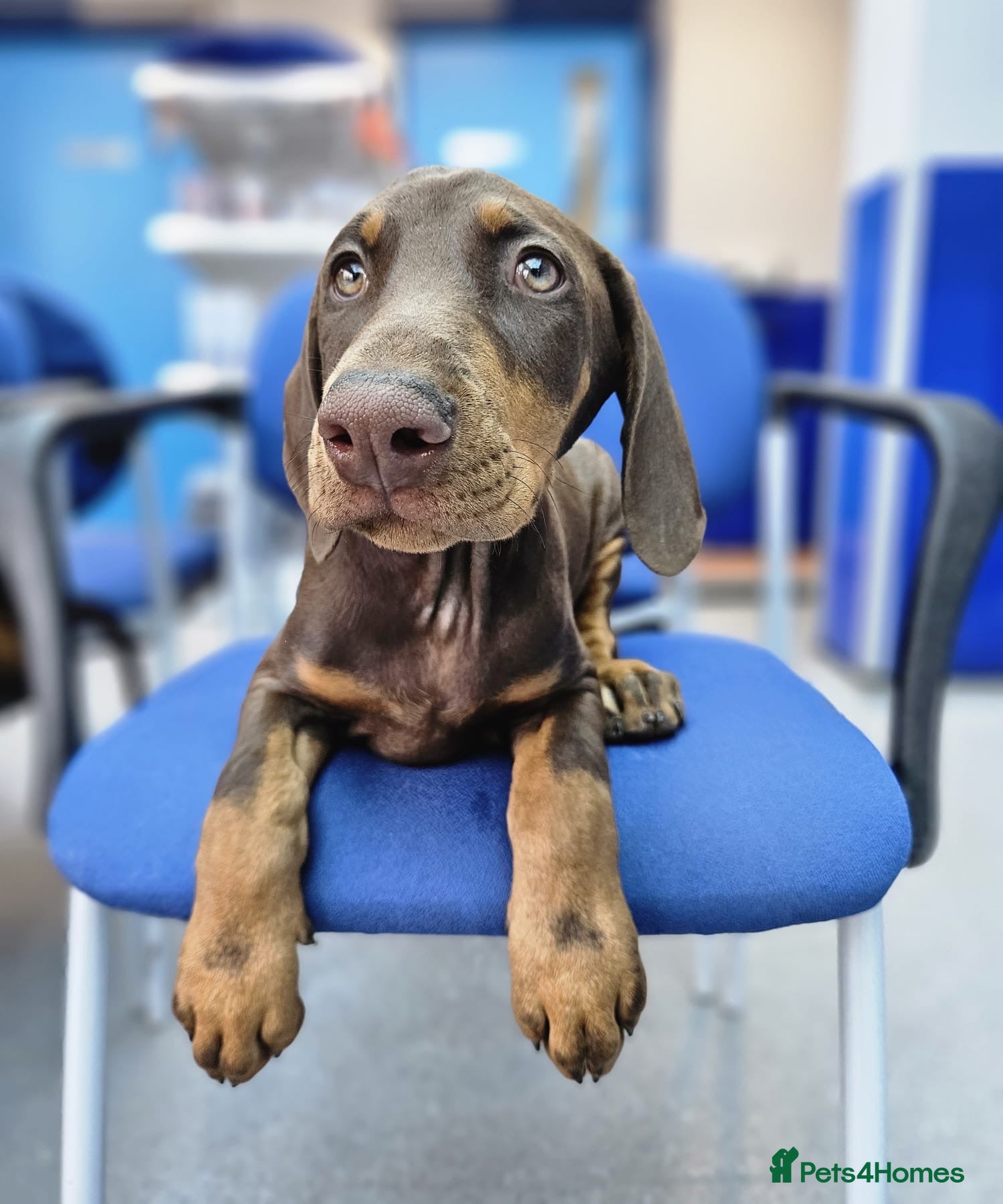 Dobermann dogs 💝🐾 Ready Now Chunky KC Registered pups 🐾 💝 - Advert 2