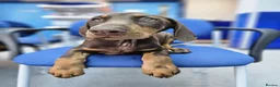 Dobermann dogs for sale: 💝🐾 Ready Now Chunky KC Registered pups 🐾 💝 - Advert 2