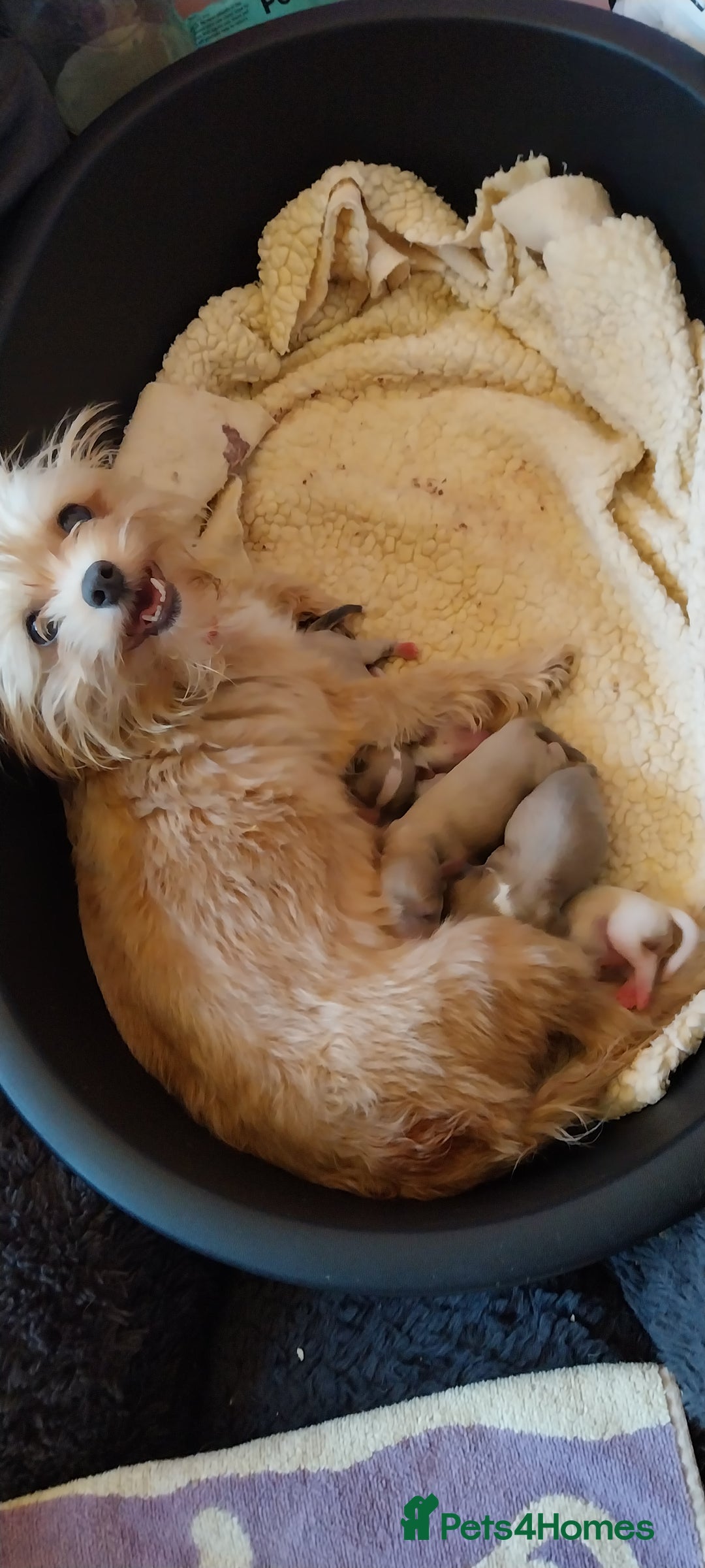 Mixed Breed dogs for sale: Shorchi  - Advert 3