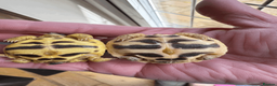 Tortoise reptiles for sale: CB26 indian star tortoise for sale - Advert 3