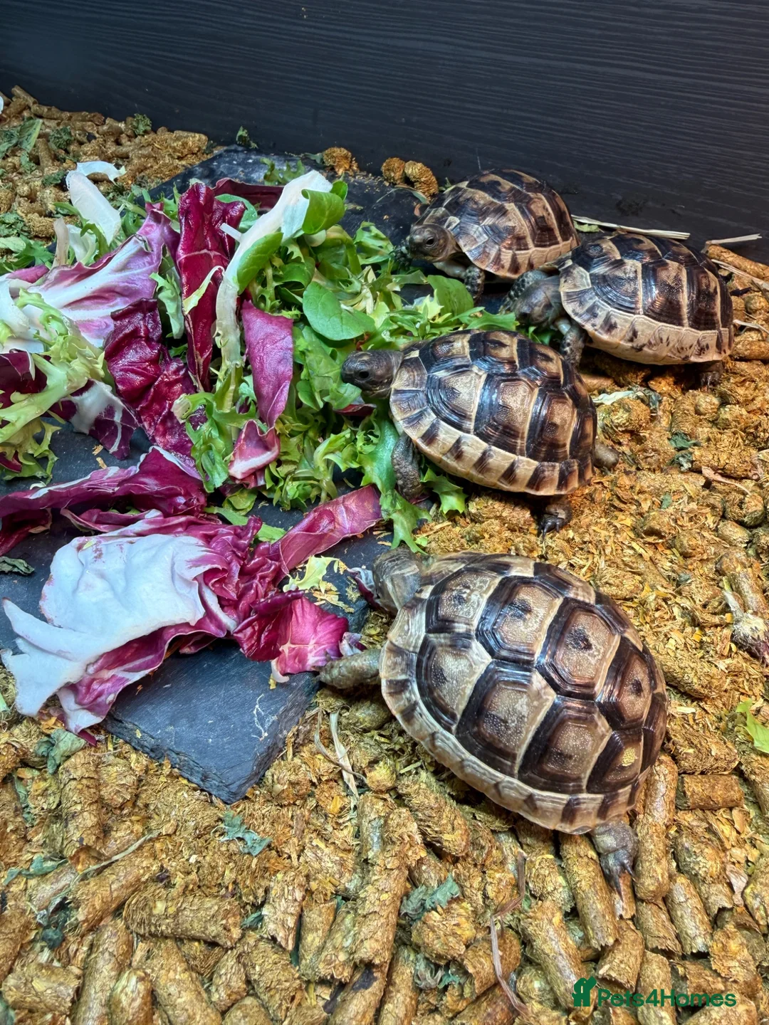 Tortoise reptiles for sale: Tortoise - Advert 1