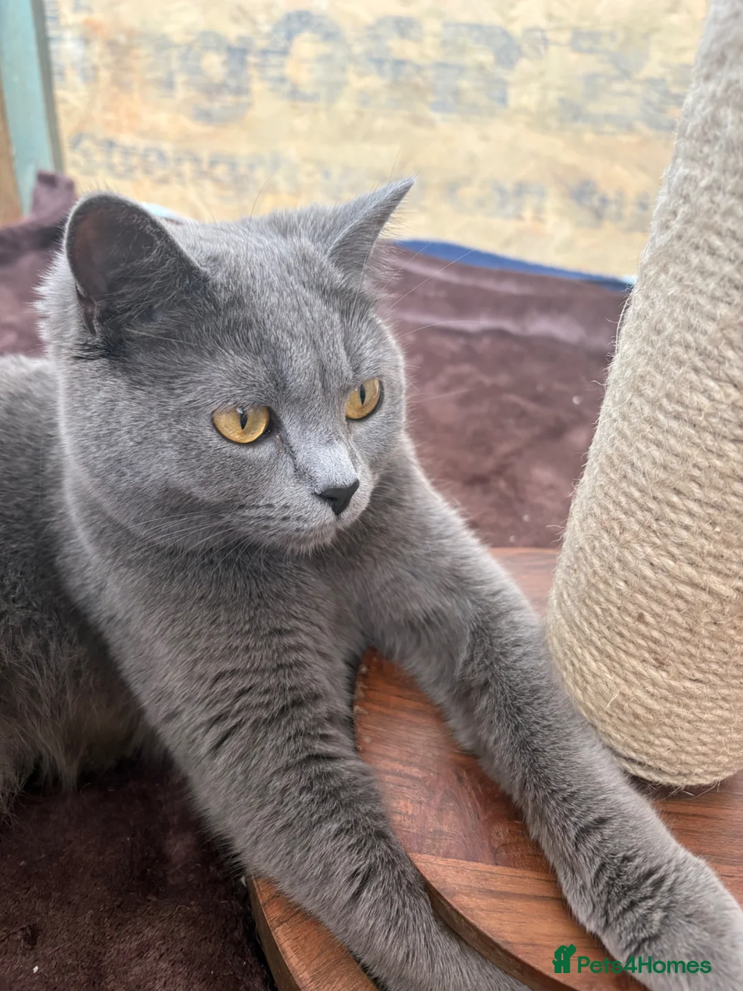 British Shorthair cats for sale: British shorthair cross kittens - Advert 2