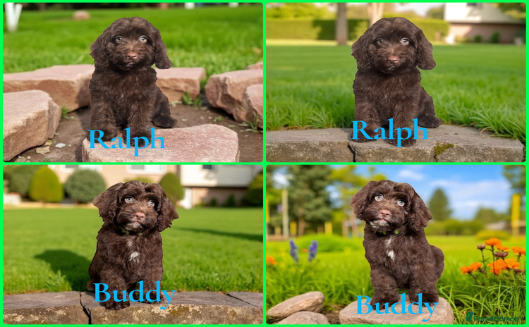 Cockapoo dogs - Advert 12