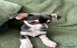 Chihuahua dogs for sale: Tiny chihuahua puppies  - Image 13
