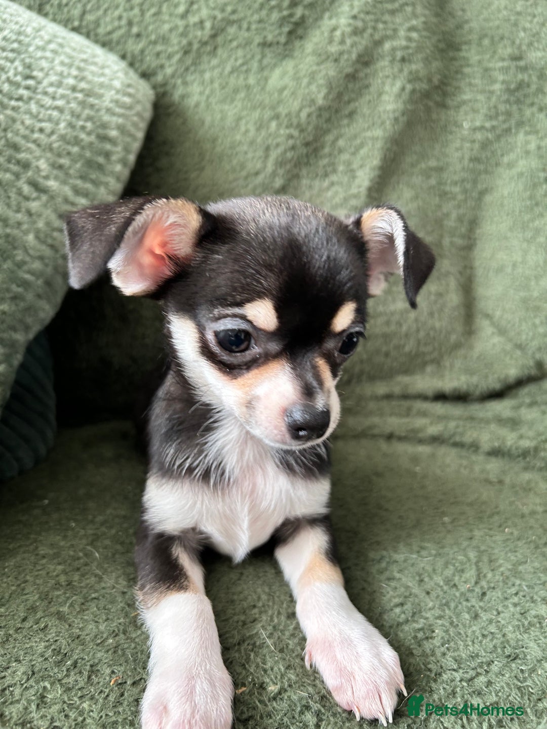 Chihuahua dogs for sale: Tiny chihuahua puppies  - Image 13