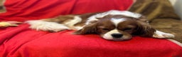Cavalier King Charles Spaniel dogs for sale: Gorgeous Cavalier King Charles Spaniel puppies - Advert 26