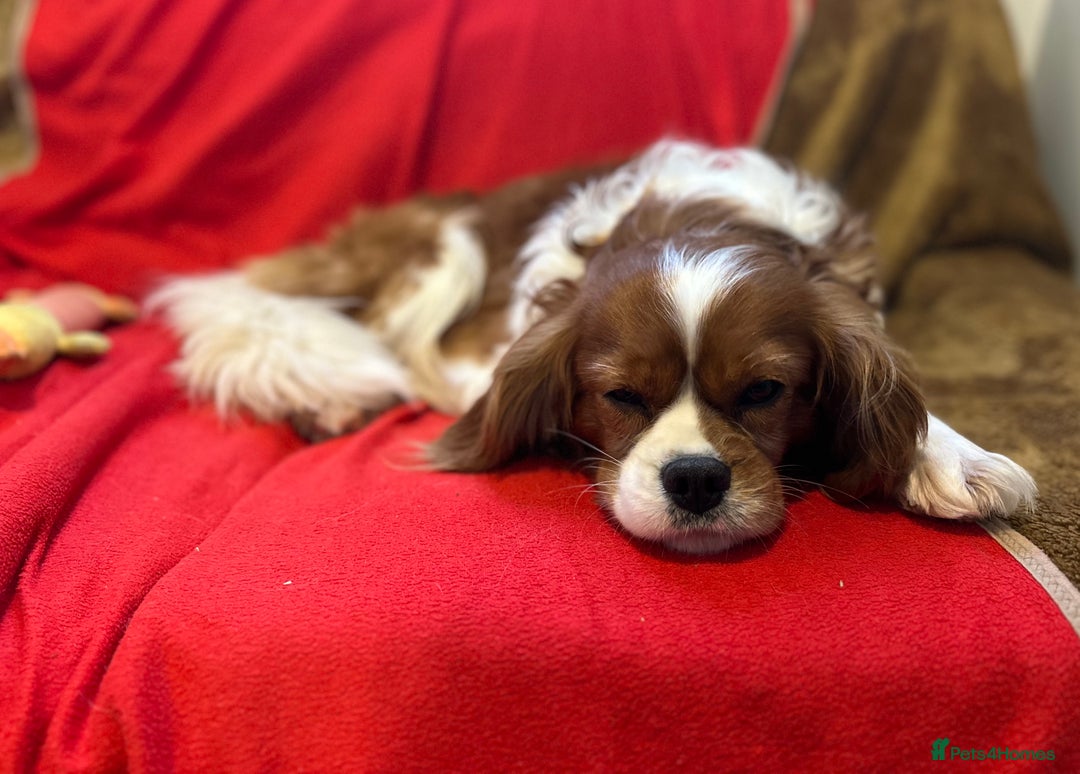 Cavalier King Charles Spaniel dogs for sale: Gorgeous Cavalier King Charles Spaniel puppies - Advert 34