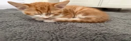 Mixed Breed cats for sale: 5 lovely kittens for sale  - Advert 17