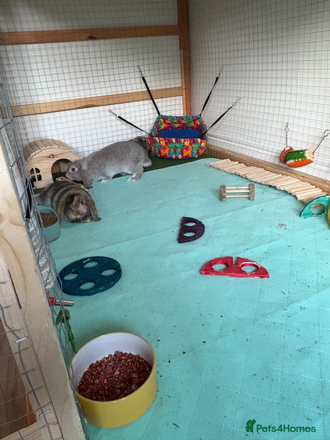 Mini Lop rabbits for sale: 3 x Mini Lops for sale - Image 3