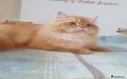 British Longhair cats for sale: British Longhair older kitten for sale  - Image 5