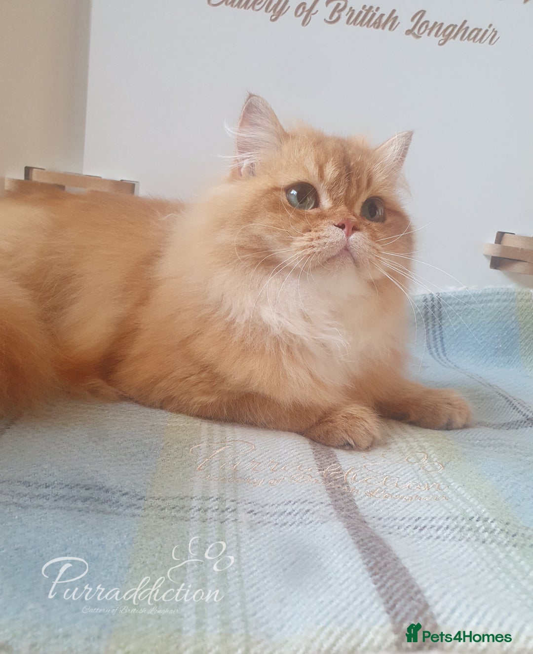 British Longhair cats for sale: British Longhair older kitten for sale  - Image 5