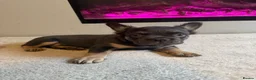 French Bulldog dogs for sale: French bulldog  - Advert 4