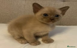 Burmese cats for sale: Exceptional Burmese Kittens  - Image 5