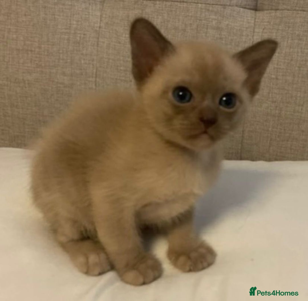 Burmese cats for sale: Exceptional Burmese Kittens  - Image 5