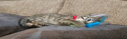 Mixed Breed cats for sale: Adorable Grey kittens for sale  - Advert 34