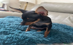 Russian Toy Terrier dogs for sale: Russian Toy terrier KC - Image 3