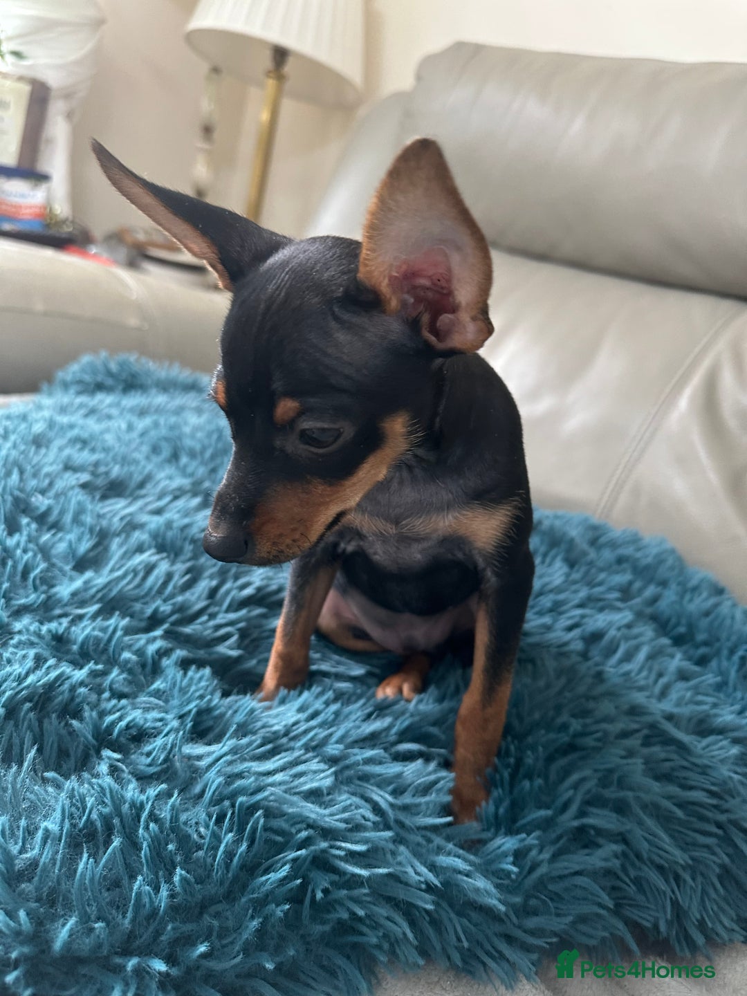 Russian Toy Terrier dogs for sale: Russian Toy terrier KC - Image 3
