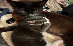 Mixed Breed cats for sale: READY NOW FOR THERE FOREVER HOMES - Image 18