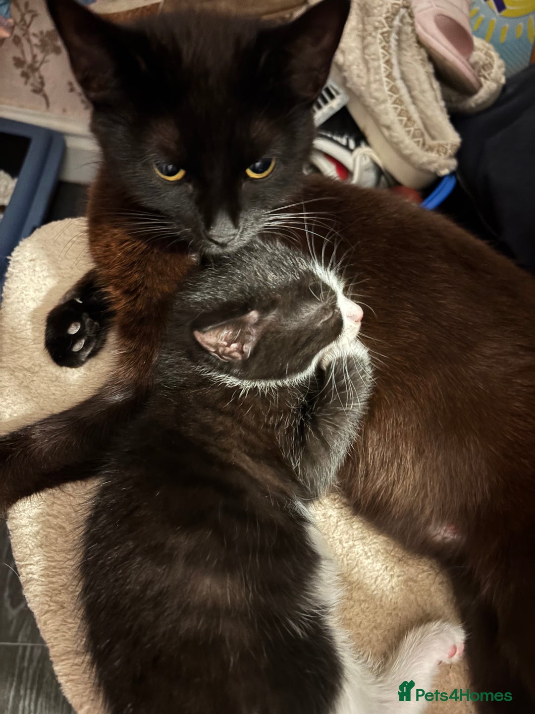 Mixed Breed cats for sale: READY NOW FOR THERE FOREVER HOMES - Image 18