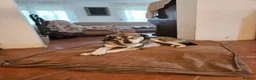 Mixed Breed dogs for adoption: Lajka – Gentle, Sweet Natured Girl - Advert 8
