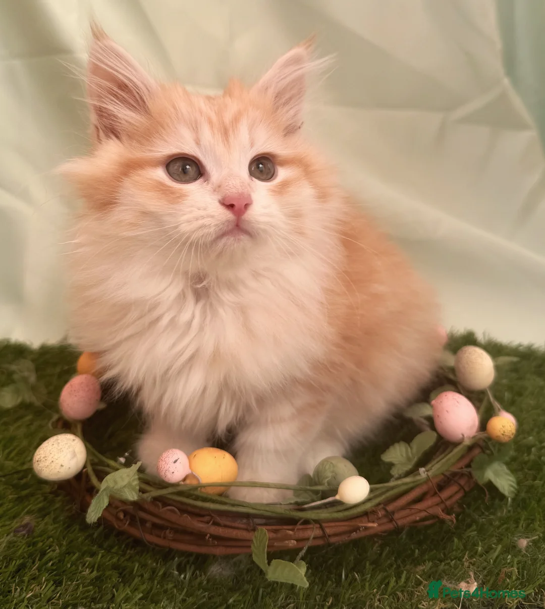 Siberian cats for sale: Wawura Siberians intro the Stranger Things Litter! - Advert 11