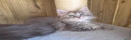 Maine Coon cats for sale: Beautiful Maine Coon Kittens - Advert 5