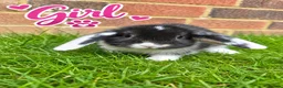 Mini Lop rabbits for sale: 🐰 Beautiful mini lops for sale 🐰 - Advert 7