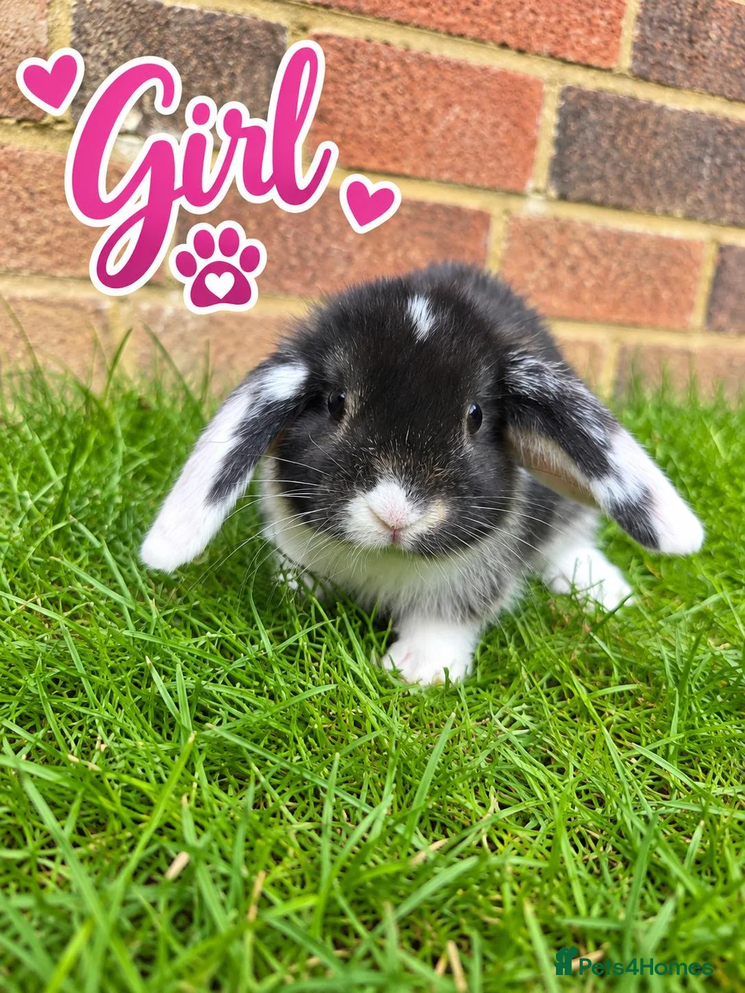 Mini Lop rabbits for sale: 🐰 Beautiful mini lops for sale 🐰 - Advert 7