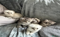 British Shorthair cats for sale: Scottish fold / British short hair  - Image 1