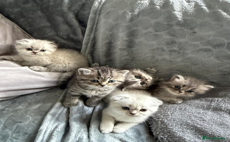 British Shorthair cats for sale - Advert 1