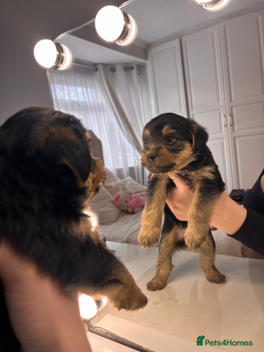 Yorkshire Terrier dogs for sale: Pedigree Yorkshire Terrier - Advert 10