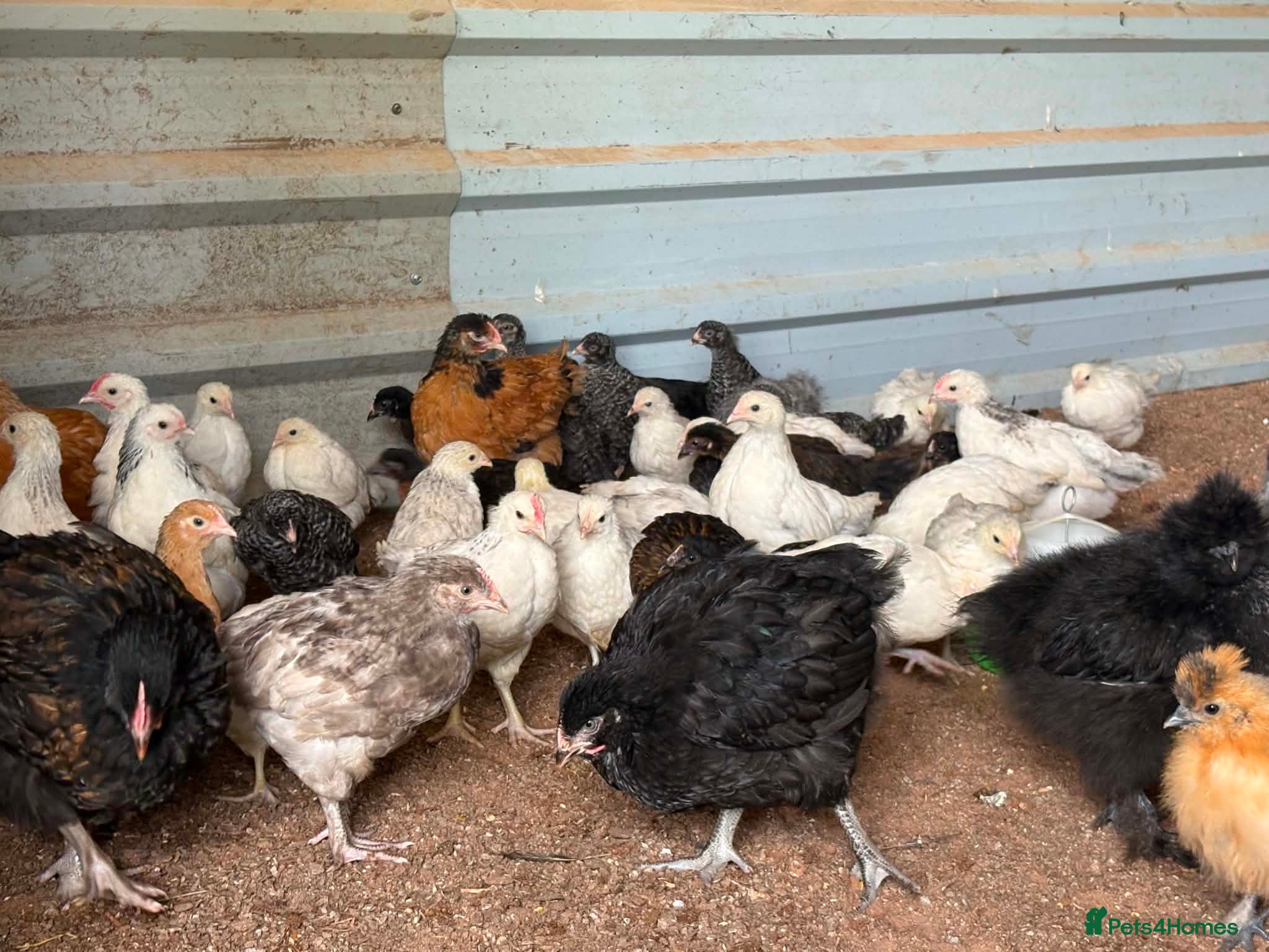 Chickens poultry Hybrid . Silkie . Pekin and Orpington Pullets  - Advert 2