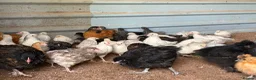 Chickens poultry for sale: Hybrid . Silkie . Pekin and Orpington Pullets  - Advert 2