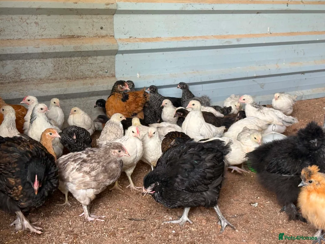 Chickens poultry for sale: Hybrid . Silkie . Pekin and Orpington Pullets  - Advert 2