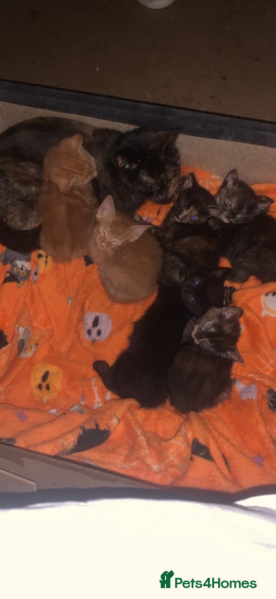 Mixed Breed cats Five beautiful kittys - Advert 2
