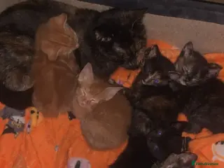 Mixed Breed cats Three beautiful kittys STILL AVAILABLE - Advert 1