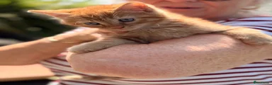 Ginger boy