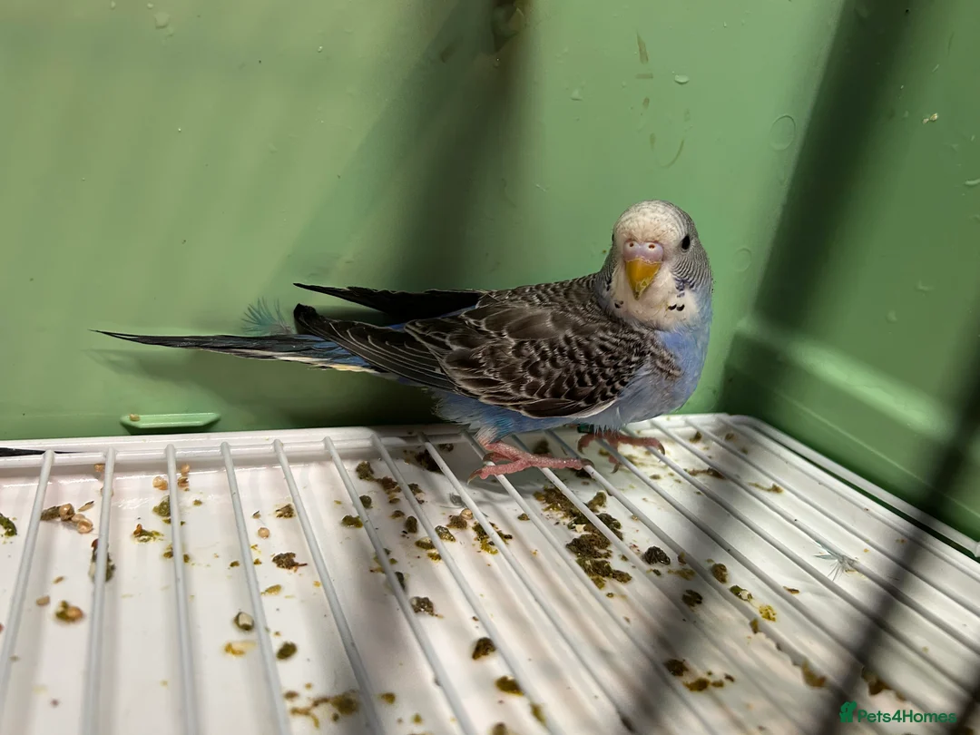 Budgerigars birds for sale: Budgies for Sale, all in good health  - Advert 7