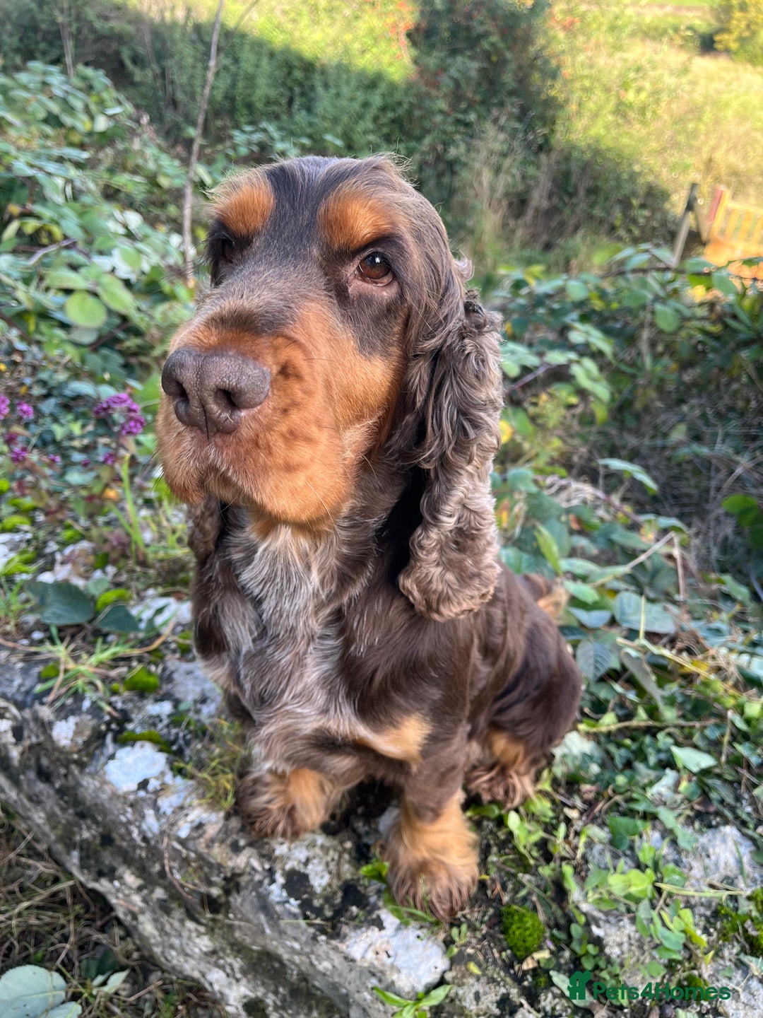 Cocker Spaniel dogs for stud: KC Classic TRUE SHOW Cocker Spaniel Stud in Ruthin - Advert 5