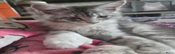 Maine Coon cats for sale: TiCA registered 2F q x 7777 polly - Advert 5