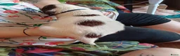 English Springer Spaniel dogs for sale: Ready now english Springer spaniels - Advert 21