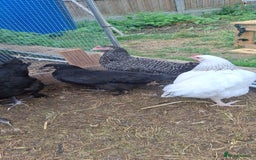 Chickens poultry for sale: Hens for sale point of lay, multiple breeds - Image 1