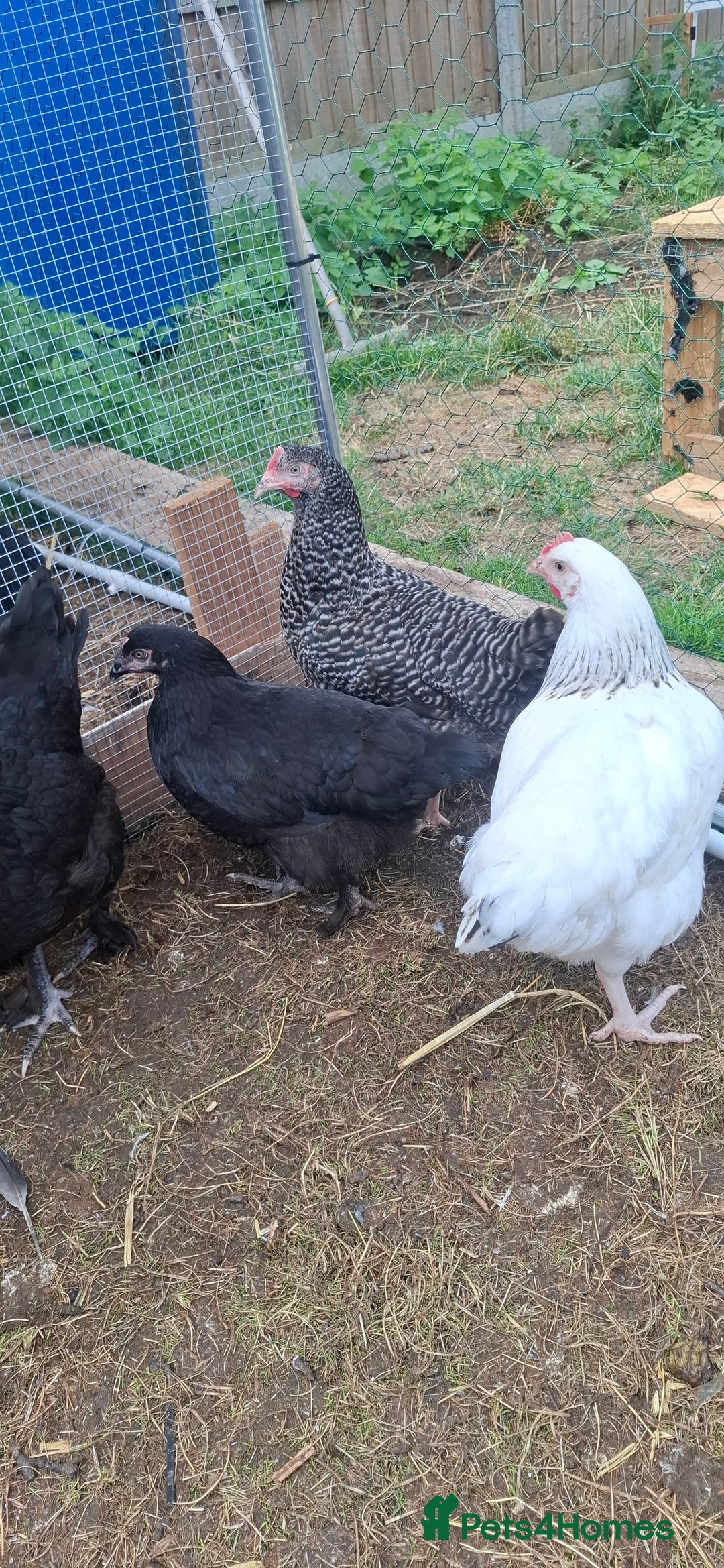 Chickens poultry for sale: Hens for sale point of lay, multiple breeds - Image 1